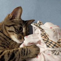 ハンカチに顔を近づける猫