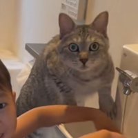 目を見開く猫