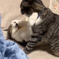 ソファの上でにゃんプロをしている2匹の猫
