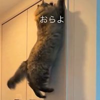 壁に飛びつく猫（おらよ）
