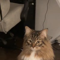 見つめる猫