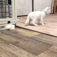 遊びに行く猫