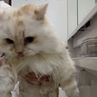 飼い主によって洗面台に戻される猫