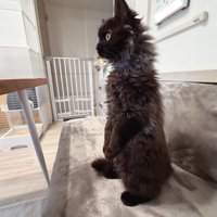 後ろ足で立つ猫