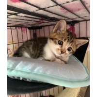 ケージにいる猫