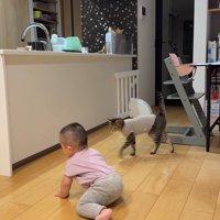 赤ちゃんの近くを歩く猫