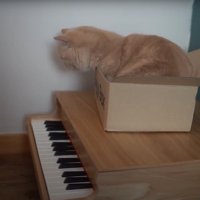 ダンボールに入る猫