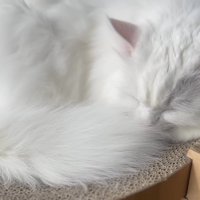 寝ているシロちゃん