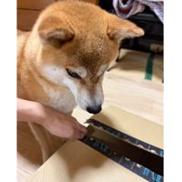室内にいる犬