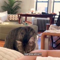 飼い主さんの腕をクンクンするノブくん