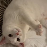 寝転がった体勢で飼い主を見つめる猫