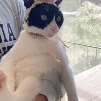 帽子を被った猫