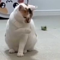 右手をあげたままの猫（アップ）