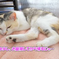 お昼寝してから帰るにゃ…