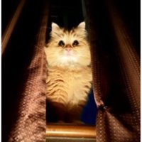 暗い部屋にいる猫