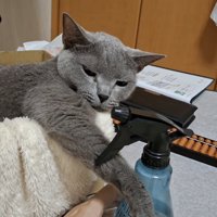 ボトルを見る猫の写真1