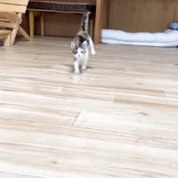 跳ねるように走る子猫