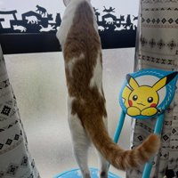 ベランダの猫