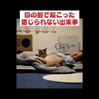 嘘だろ…