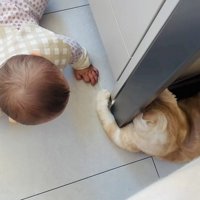 赤ちゃんに手を伸ばすスコティッシュフォールド