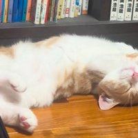 仰向けで寝る猫