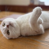 仰向けの猫
