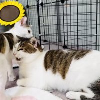 保護猫に甘える子猫