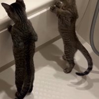 立ち上がる2匹
