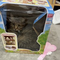 おもちゃの箱の小窓から覗く猫の姿