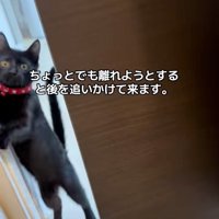 立つ猫