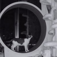回し車で立ち止まる猫
