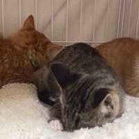 ケージの中にいる3匹の子猫