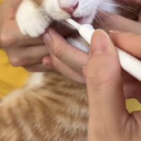 歯磨きをしている猫の写真2