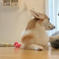 なでられる猫と犬
