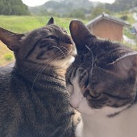 2匹で振り返る姿