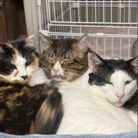 寄り添って眠る3匹の猫