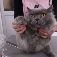 前足を上げたポーズ