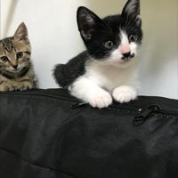 見つめるハチワレ猫