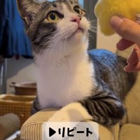 ぬいぐるみの近くで耳を上げている猫「▶︎リピート」