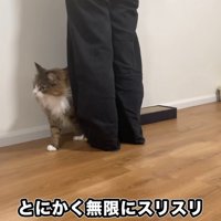 人の足元にいる猫