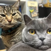 室内にいる猫たち