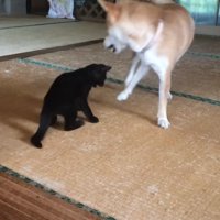 柴犬と遊ぶ黒猫