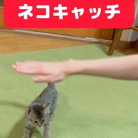 子猫の頭上に手を差し出した飼い主