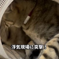 飼い主に気付いて慌てる2匹の保護猫