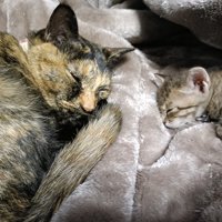 寝ている成猫と子猫