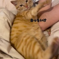 手をキックで追い払う猫