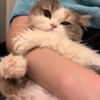 飼い主の腕にしがみついている半乾きの猫