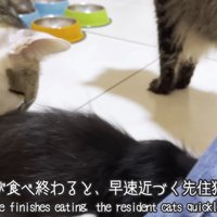 成猫ににおいをかがれる子猫