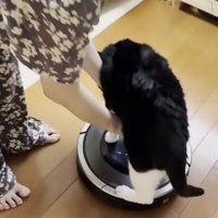 ルンバの上に着地
