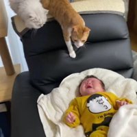 泣いている赤ちゃんと猫たち